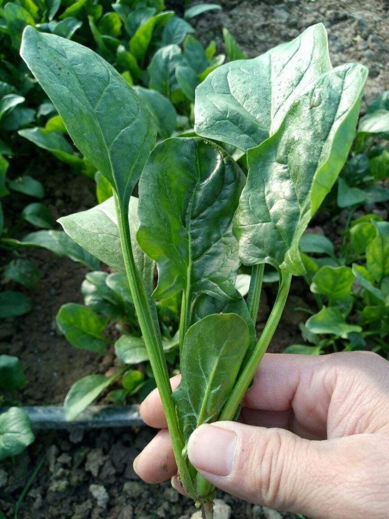 【精品】菠菜长年供应保质保量欢迎各地老板前来咨询