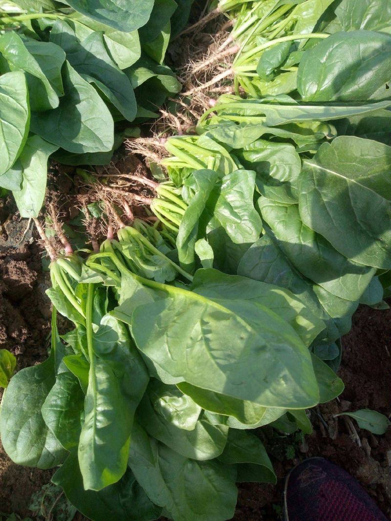 【精品】菠菜长年供应保质保量欢迎各地老板前来咨询