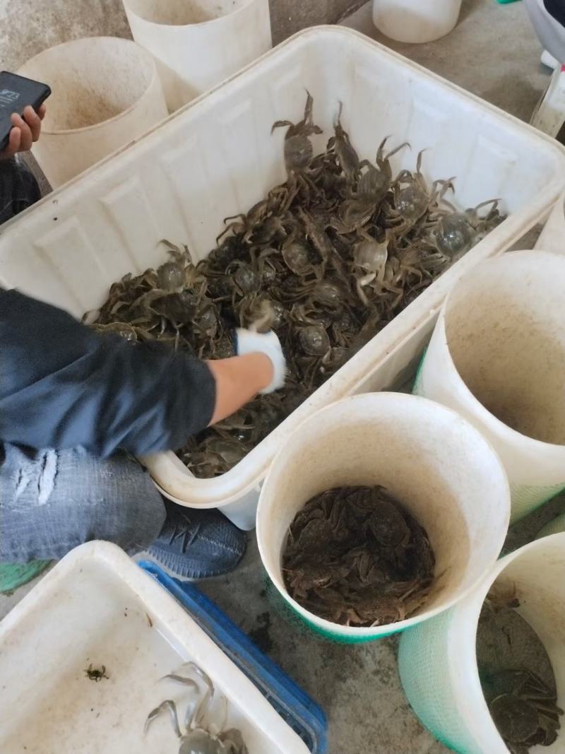 江苏兴化精品大虾蟹直供，品质优良值得信赖……