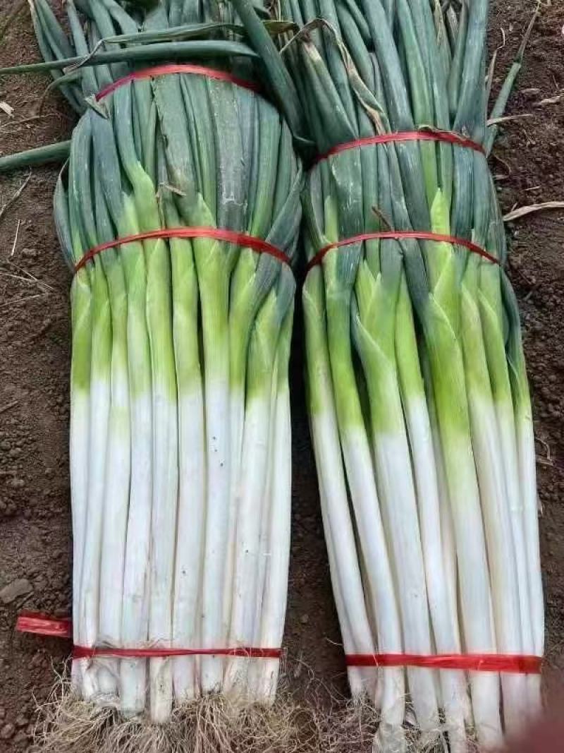 【精品】大葱长白大葱保质保量量大从优欢迎抢购