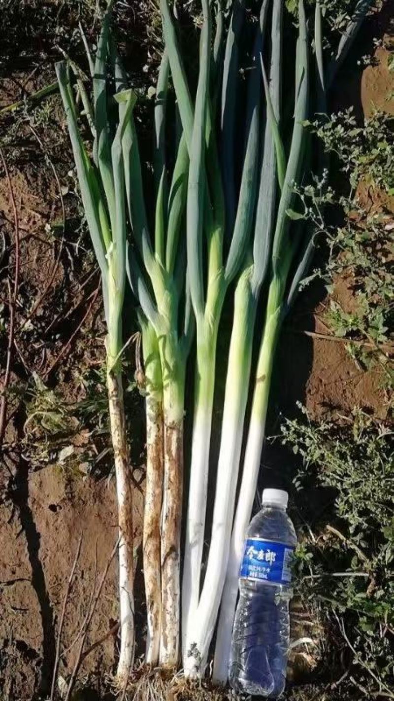 【精品】大葱长白大葱保质保量量大从优欢迎抢购