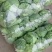【精品】圆头包菜全绿无虫眼大量有货产地直发