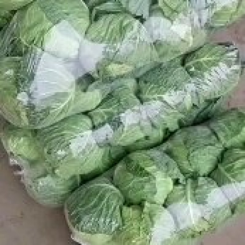 【精品】圆头包菜全绿无虫眼大量有货产地直发