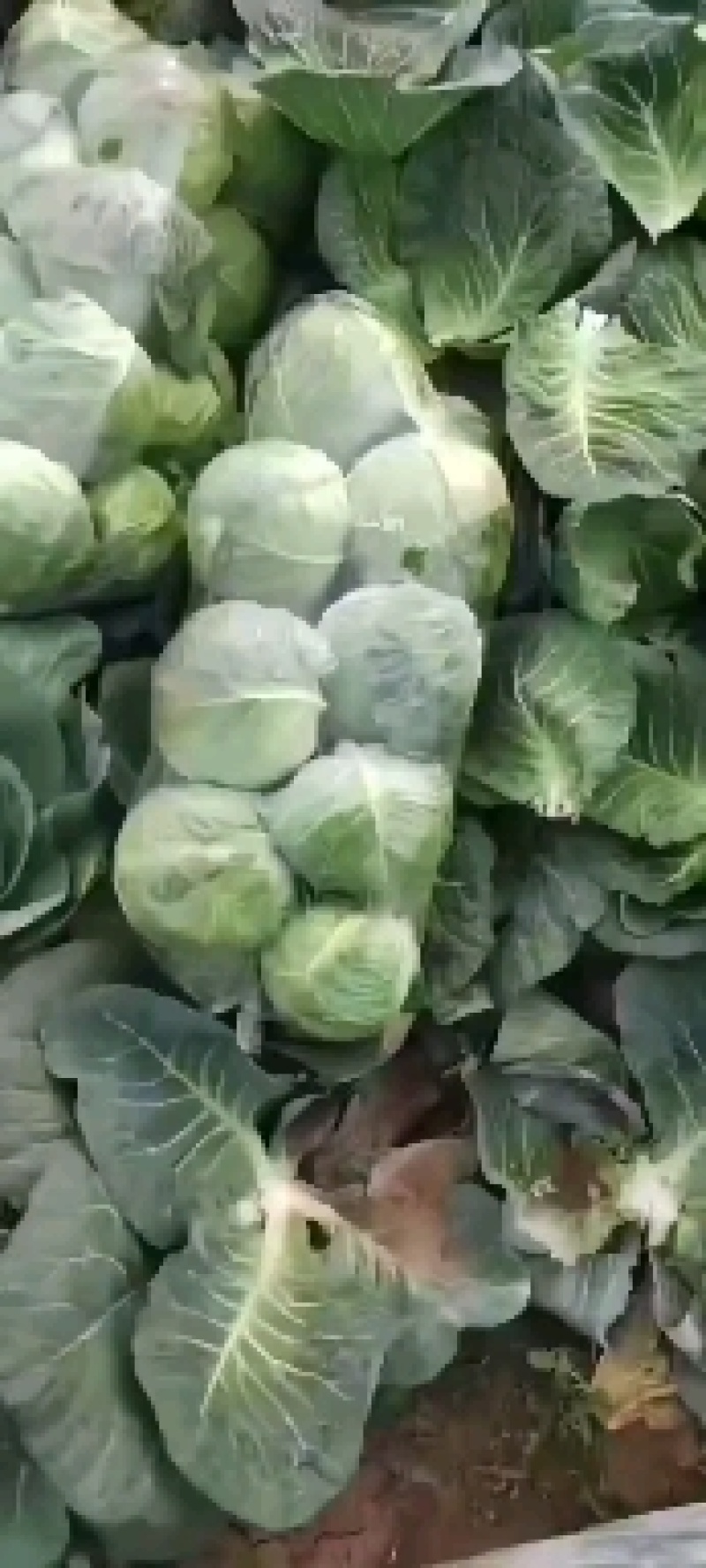 【精品】圆头包菜全绿无虫眼大量有货产地直发