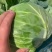 【精品】圆头包菜全绿无虫眼大量有货产地直发