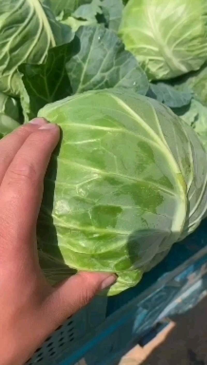 【精品】圆头包菜全绿无虫眼大量有货产地直发