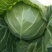 【精品】圆头包菜全绿无虫眼大量有货产地直发