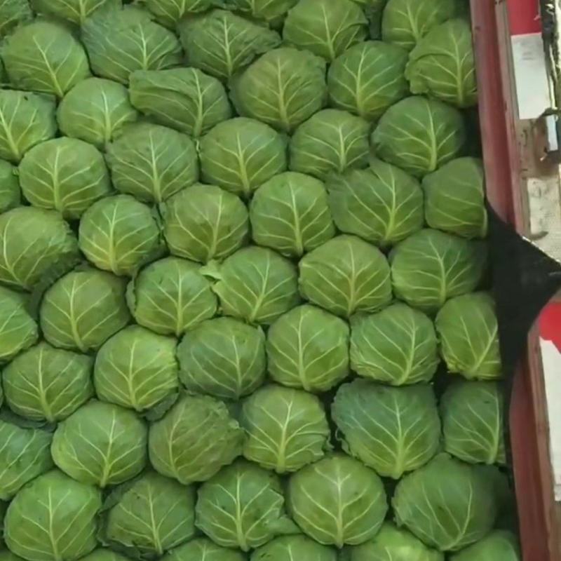 【精品】圆头包菜全绿无虫眼大量有货产地直发