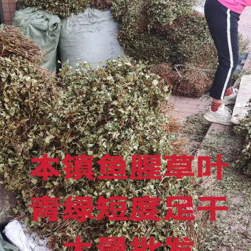 鱼腥草2023年6月新货现货三万多斤大量批发包邮