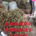鱼腥草2023年6月新货现货三万多斤大量批发包邮