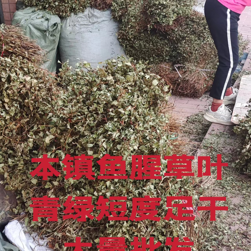 鱼腥草2023年6月新货现货三万多斤大量批发包邮
