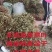 鱼腥草2023年6月新货现货三万多斤大量批发包邮