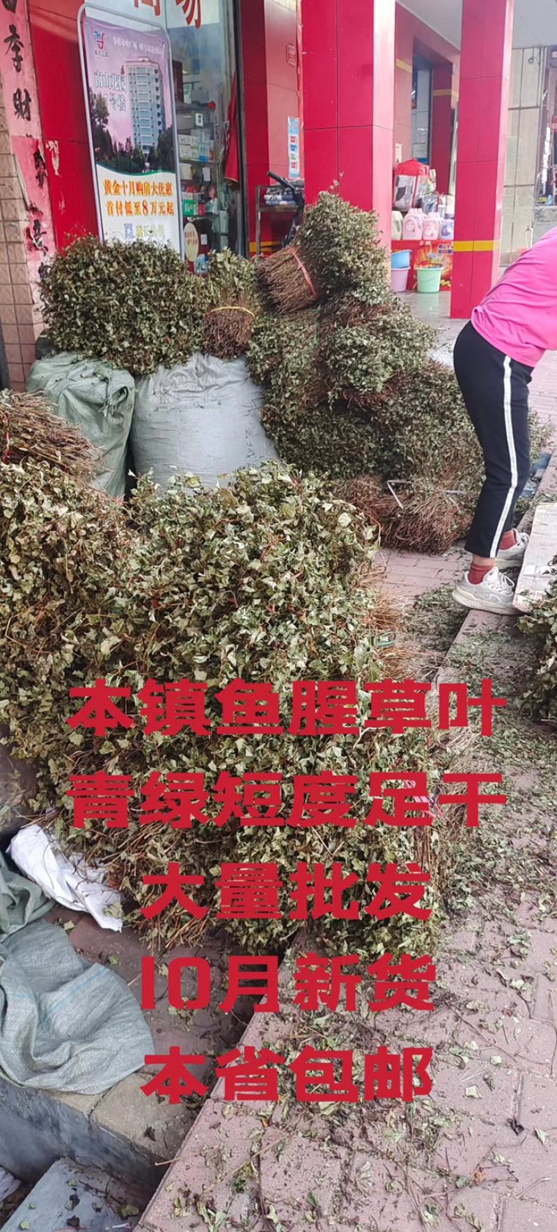 鱼腥草2023年6月新货现货三万多斤大量批发包邮