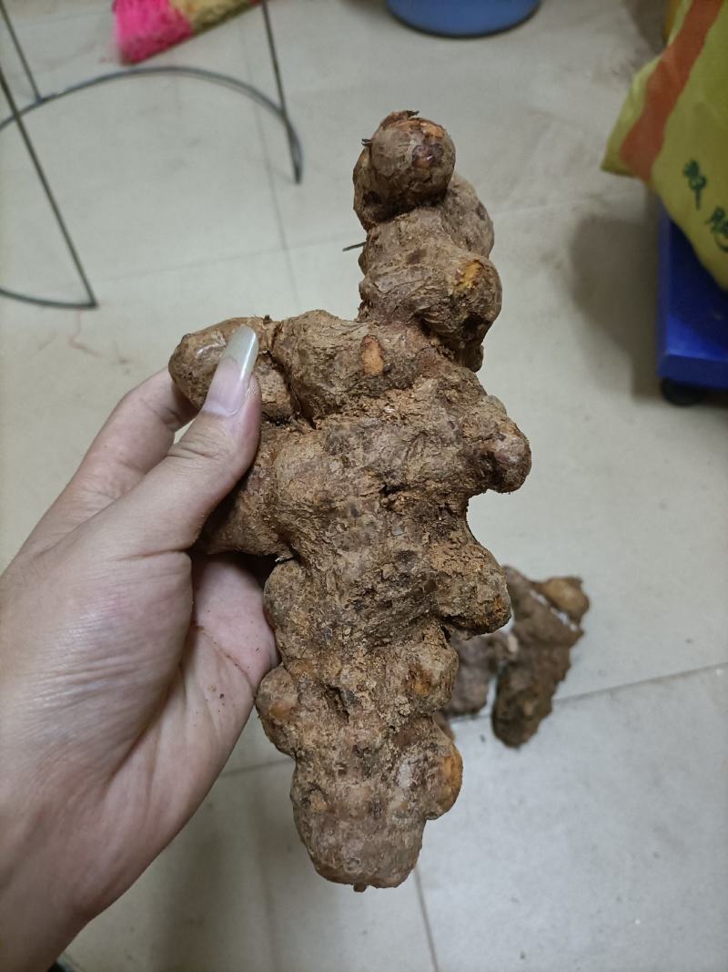 新鲜本地白肉土茯苓甘甜广东广西本地野生土茯苓干货长期供应