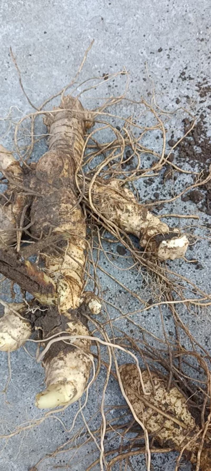 黄精种苗黄精种苗芽头鲜黄精现挖现发可做种苗可做药材