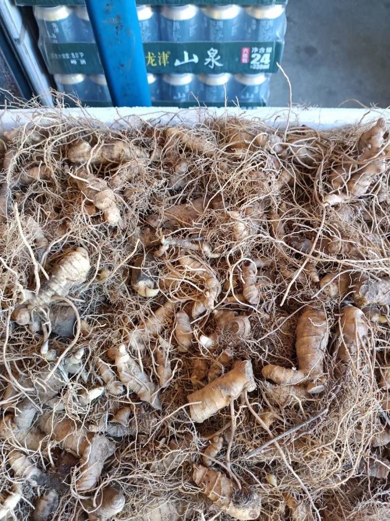黄精种苗黄精种苗芽头鲜黄精现挖现发可做种苗可做药材