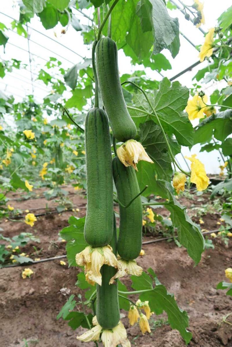 帮达清香丝瓜种子高产杂交丝瓜种籽四季棍棒形清香味