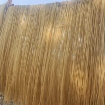 粉条