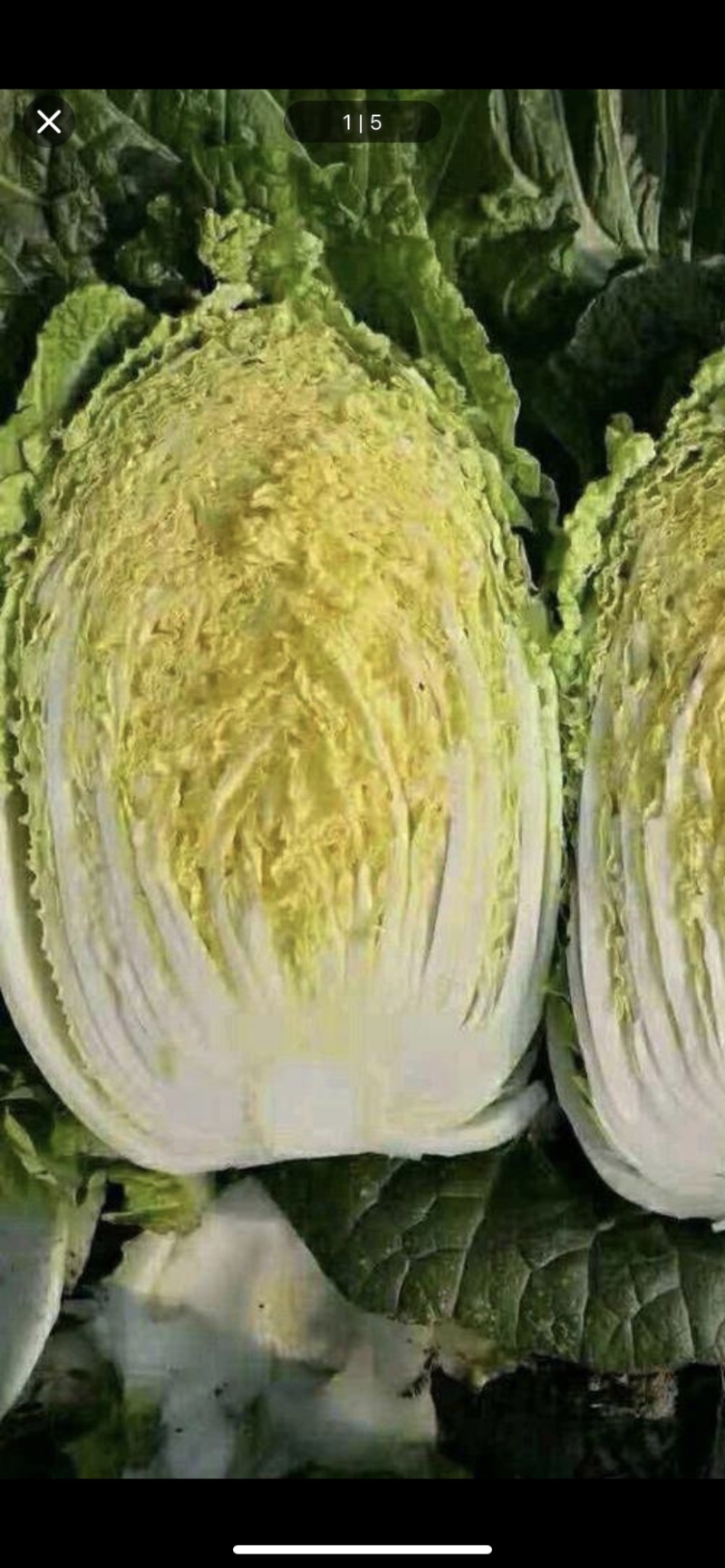 玲珑黄，金翡翠上市