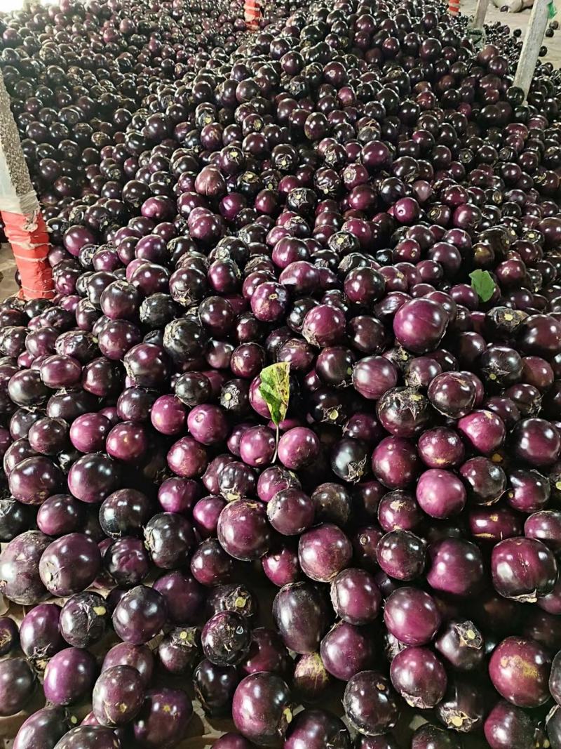 圆茄山东莘县圆茄大量上市货源充足价格平稳量大从优对接全