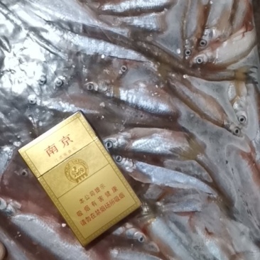白条鱼开肚10-15公分，产地发货，质量保证，欢迎