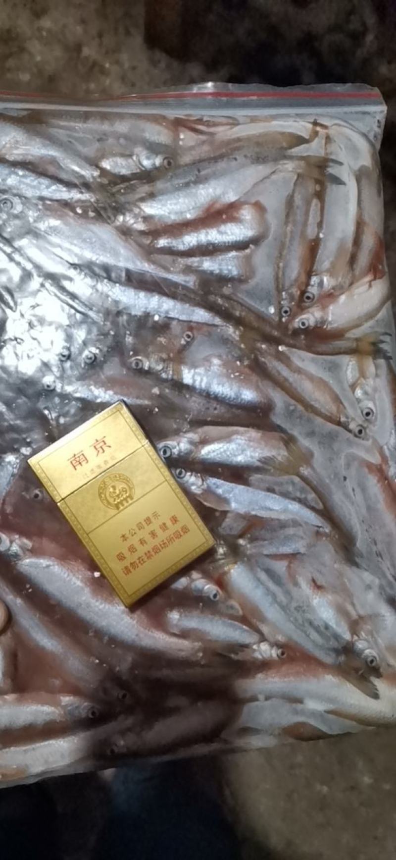 白条鱼开肚10-15公分，产地发货，质量保证，欢迎