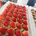 【推荐】精品奶油草莓大量上市基地直发真品质价格优