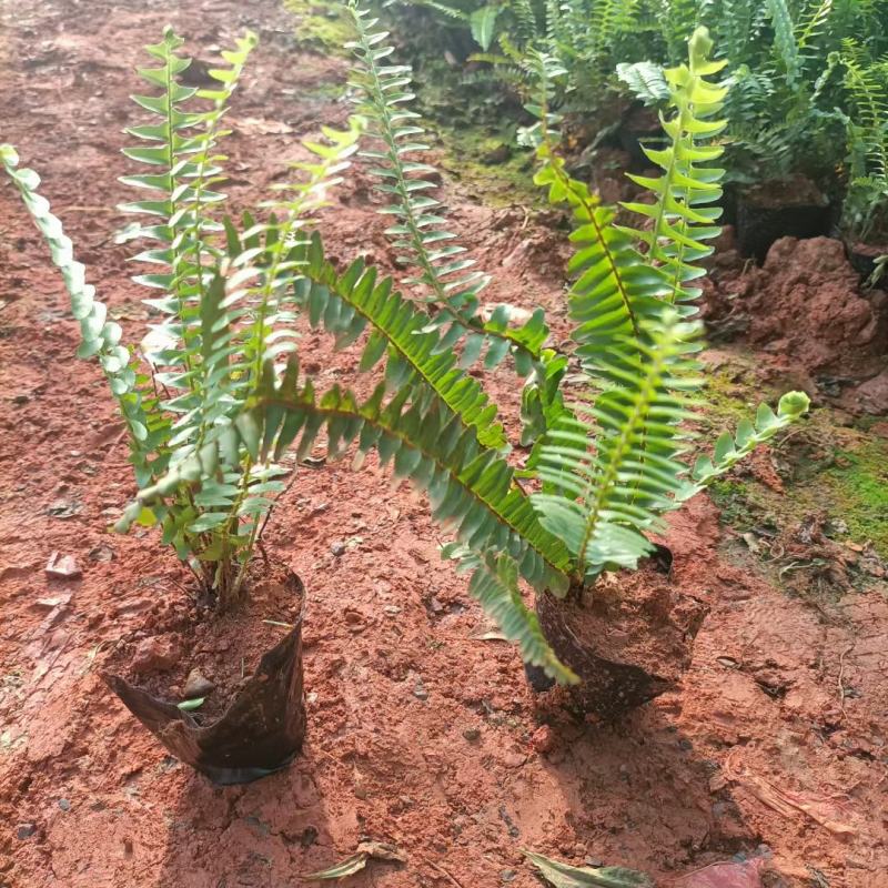 小袋苗肾蕨大量现货在售