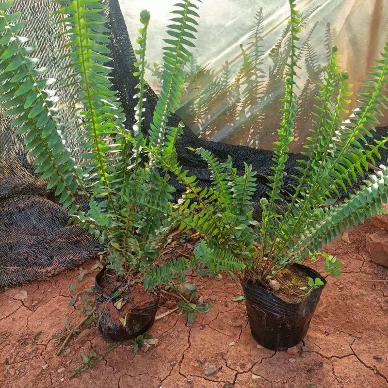 小袋苗肾蕨大量现货在售