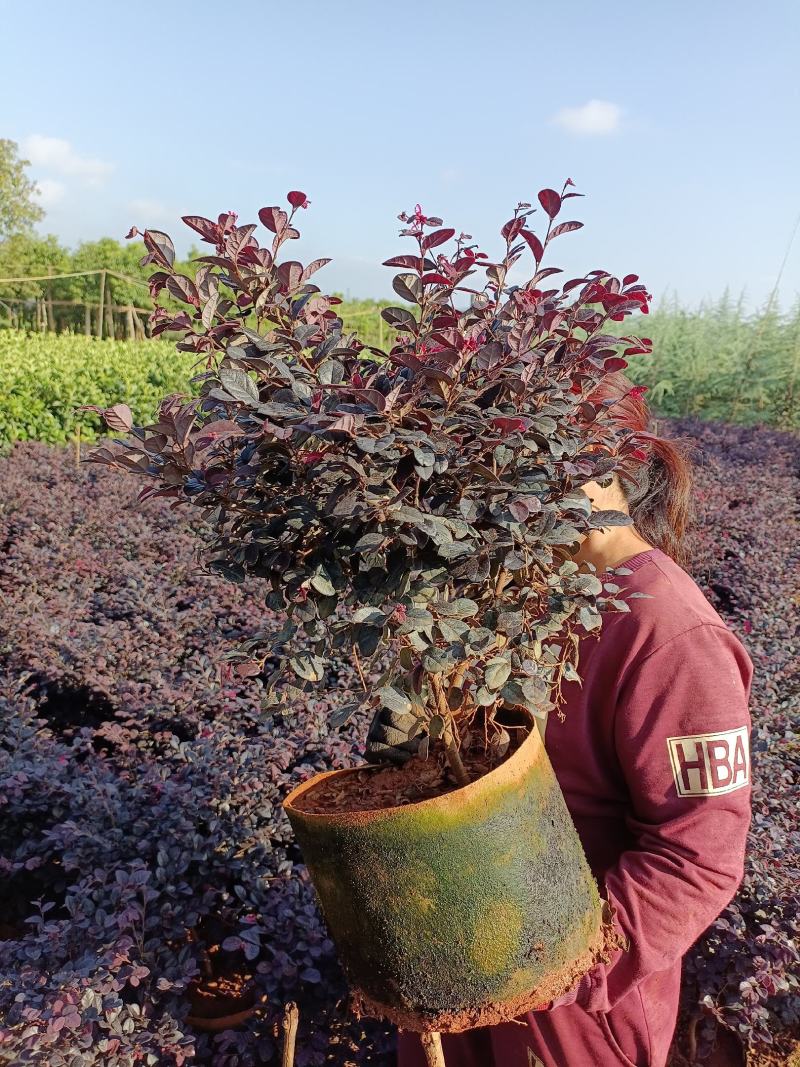 宜良县天成林苗圃大量提供红花继木小毛球，质量杆杆的