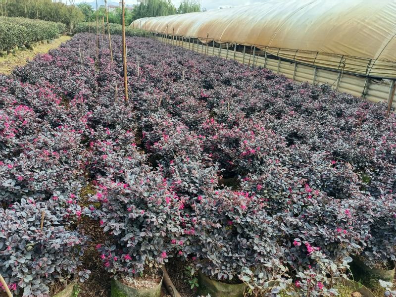 宜良县天成林苗圃大量提供红花继木小毛球，质量杆杆的