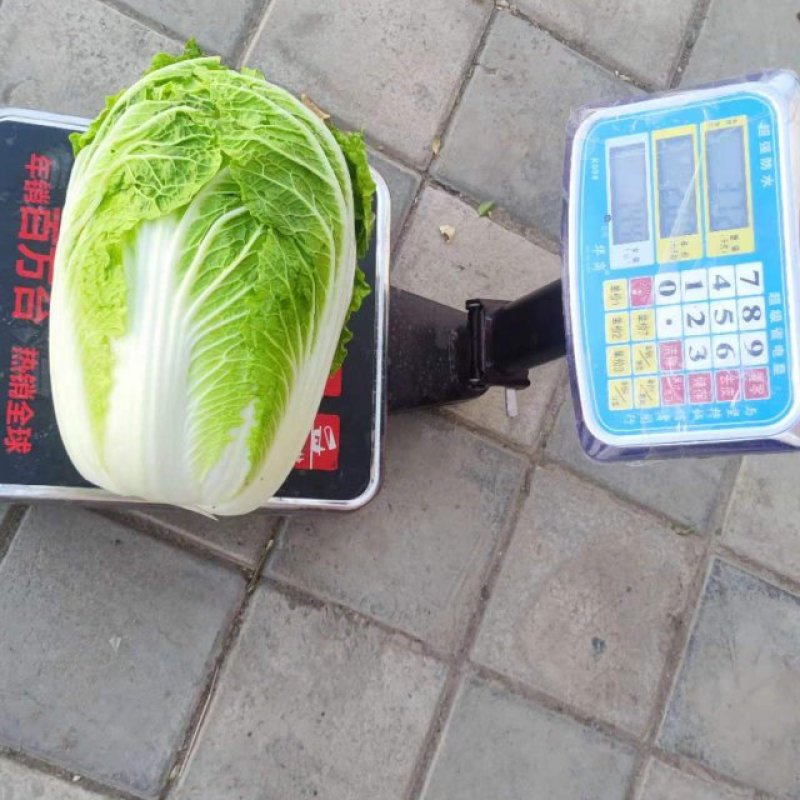 大白菜。甘肃大白菜价格便宜需要的老板联系