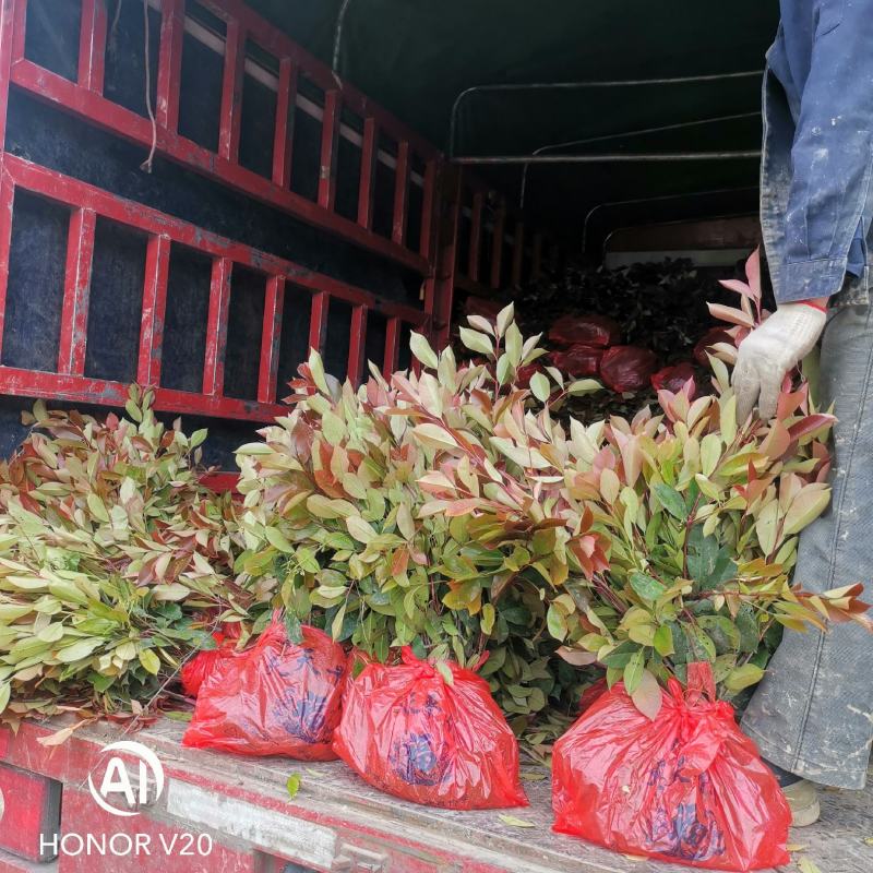 大量供应优质红叶石楠苗
