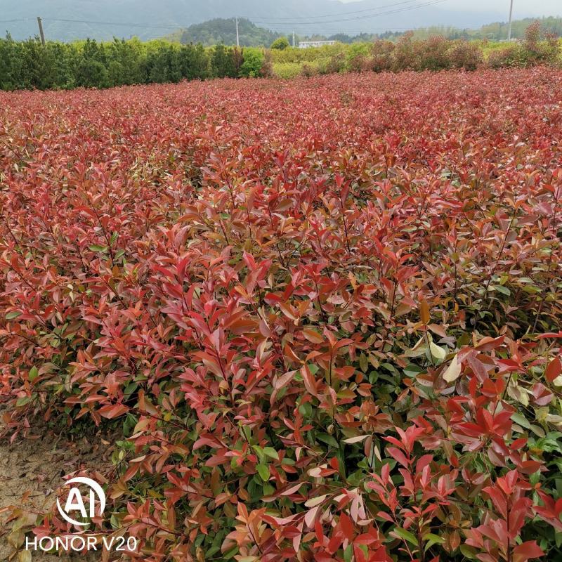 大量供应优质红叶石楠苗