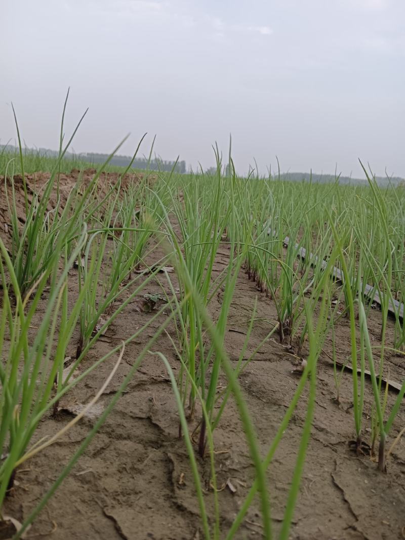 河南万亩育苗基地半高桩洋葱苗耐抽苔产量高
