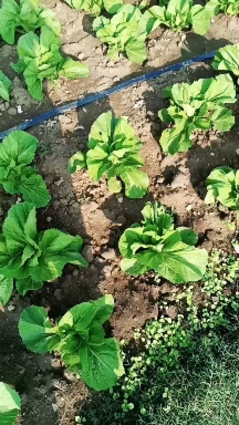 好嫩包心芥菜需要的老板联系我