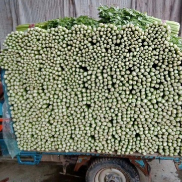 《精品》芹菜,大量上市中，产地发货，质量保证，欢迎选购