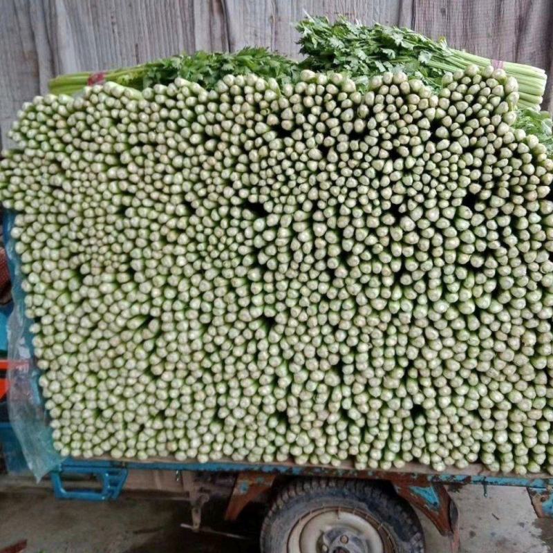 《精品》芹菜,大量上市中，产地发货，质量保证，欢迎选购