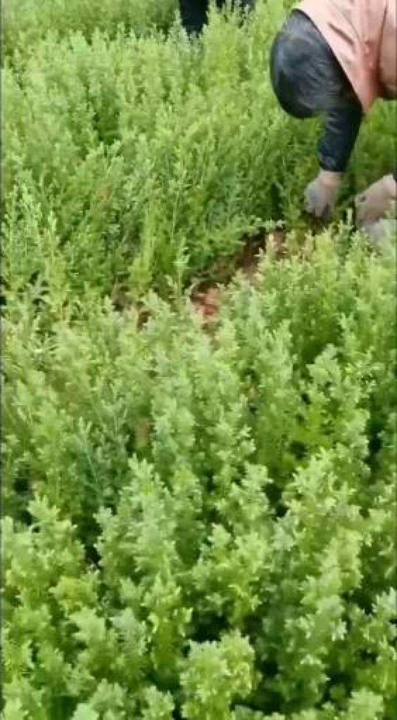 柏木苗，柏树苗优质苗木，基地直发，货源充足，可线上交易。