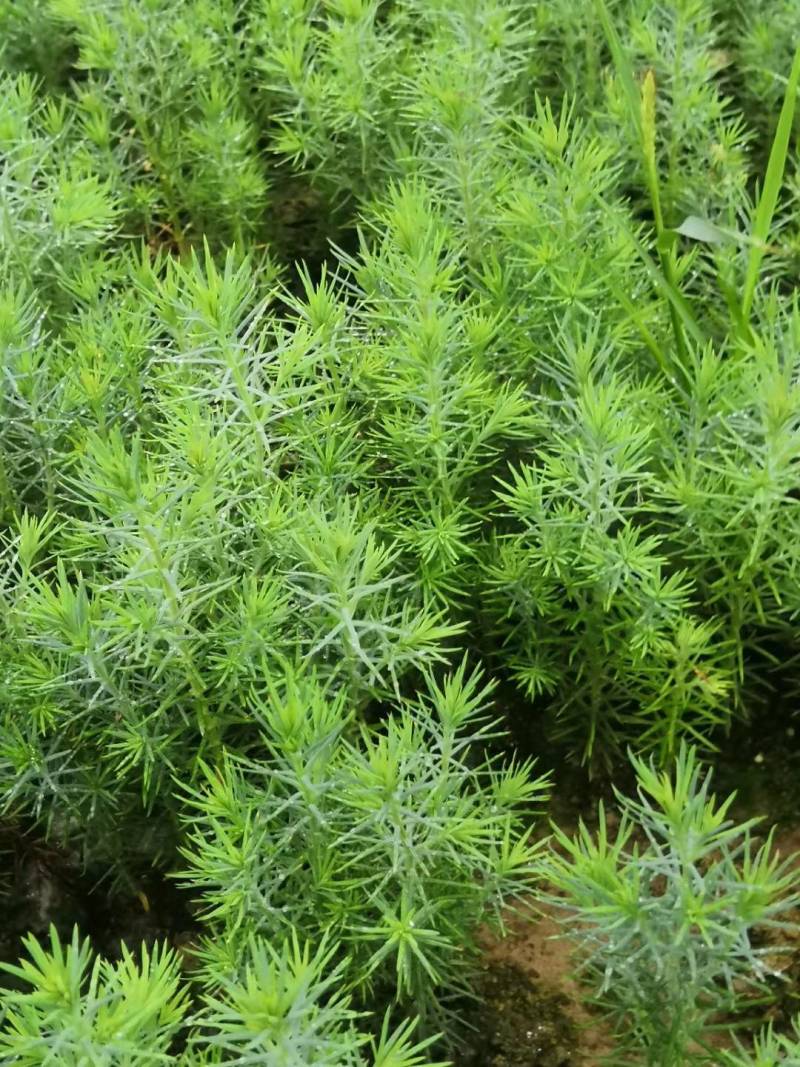 柏木苗，柏树苗优质苗木，基地直发，货源充足，可线上交易。