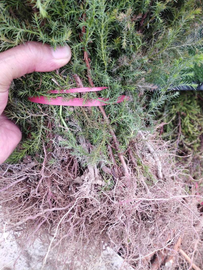 柏木苗，柏树苗优质苗木，基地直发，货源充足，可线上交易。