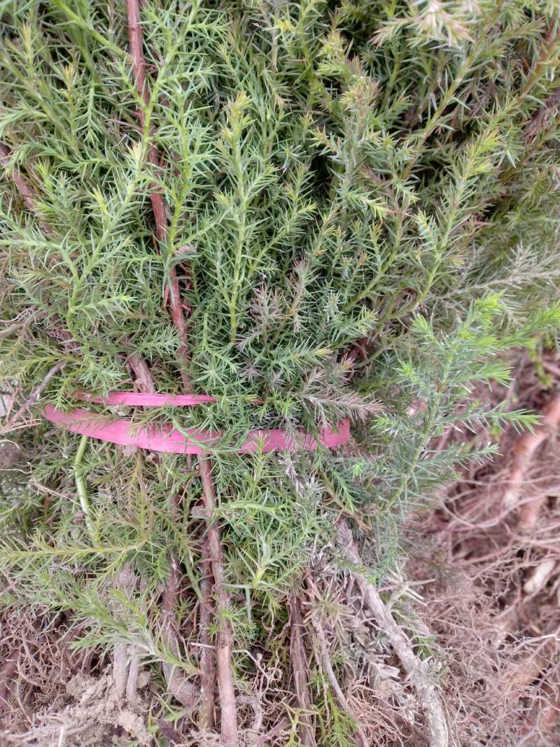 柏木苗，柏树苗优质苗木，基地直发，货源充足，可线上交易。