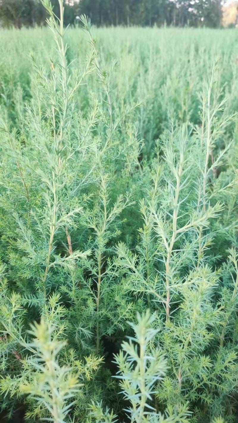 柏木苗，柏树苗优质苗木，基地直发，货源充足，可线上交易。