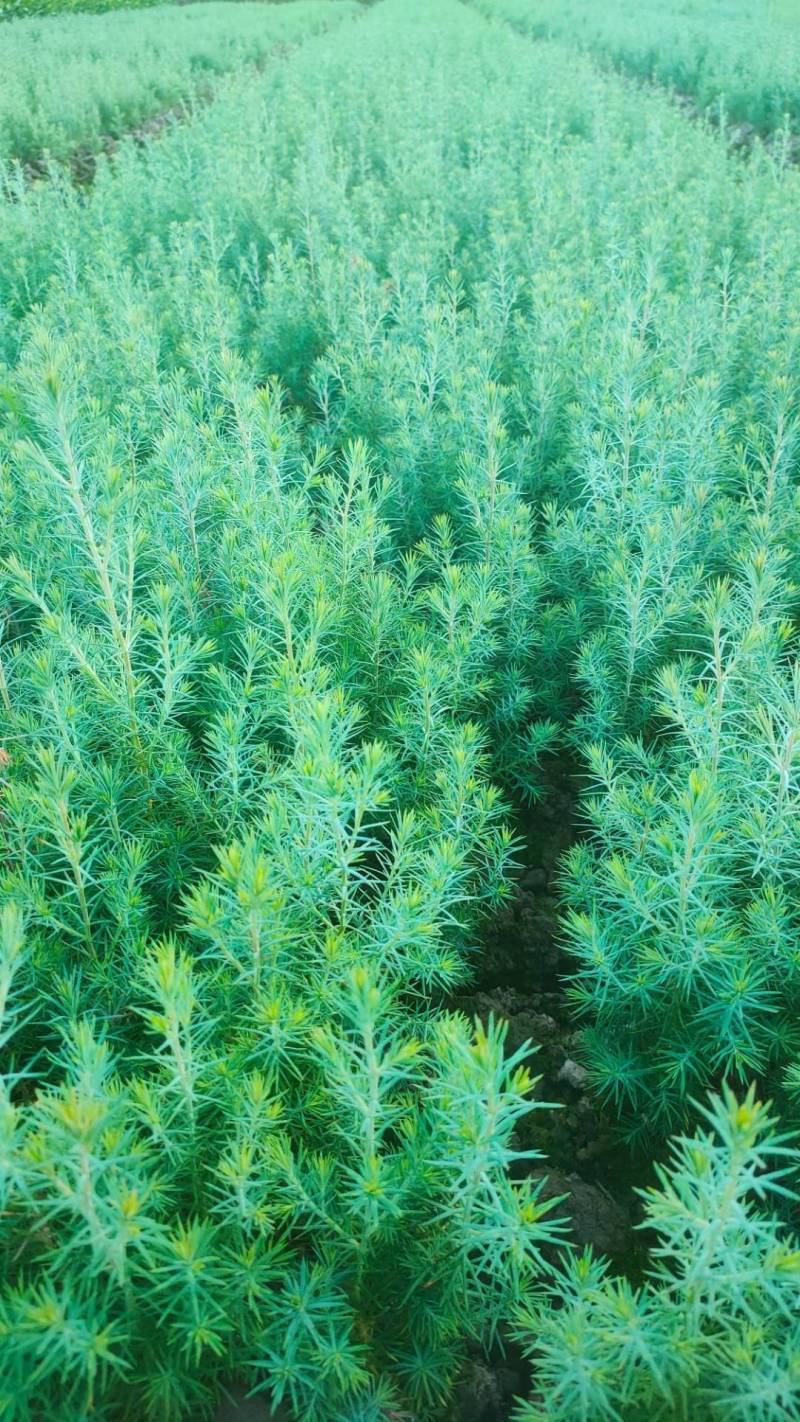 柏木苗，柏树苗优质苗木，基地直发，货源充足，可线上交易。