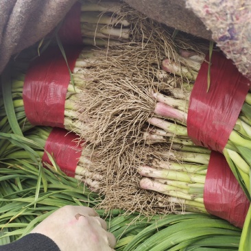 精品红根青蒜