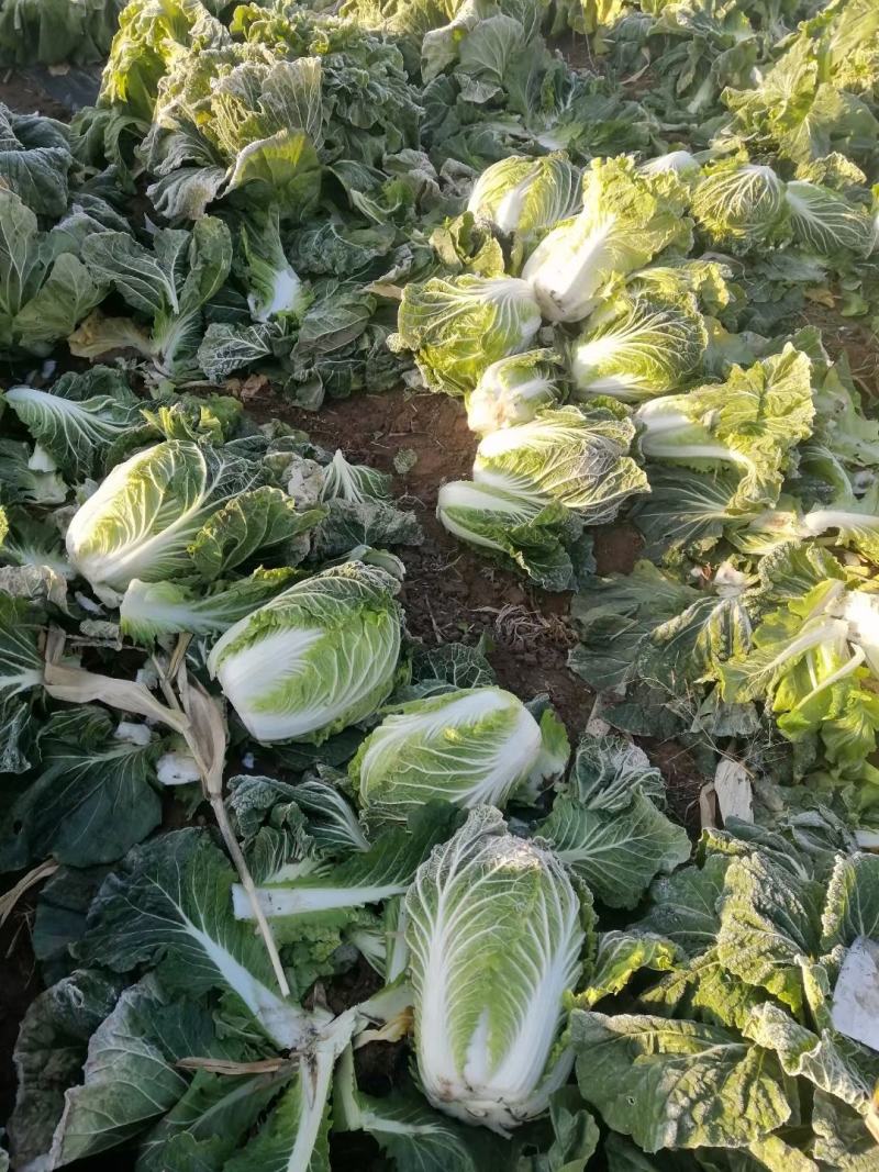 北票30万斤白菜上市