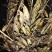 毛慈菇果夹，毛慈菇，毛慈菇果果夹基地一手货源批发教播种