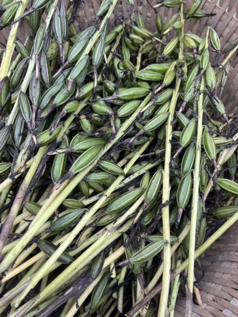 毛慈菇果夹，毛慈菇，毛慈菇果果夹基地一手货源批发教播种