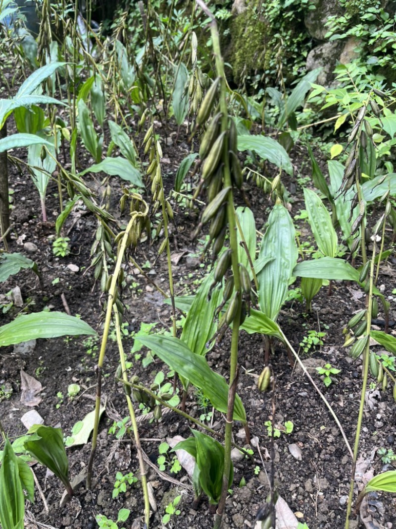 毛慈菇果夹，毛慈菇，毛慈菇果果夹基地一手货源批发教播种