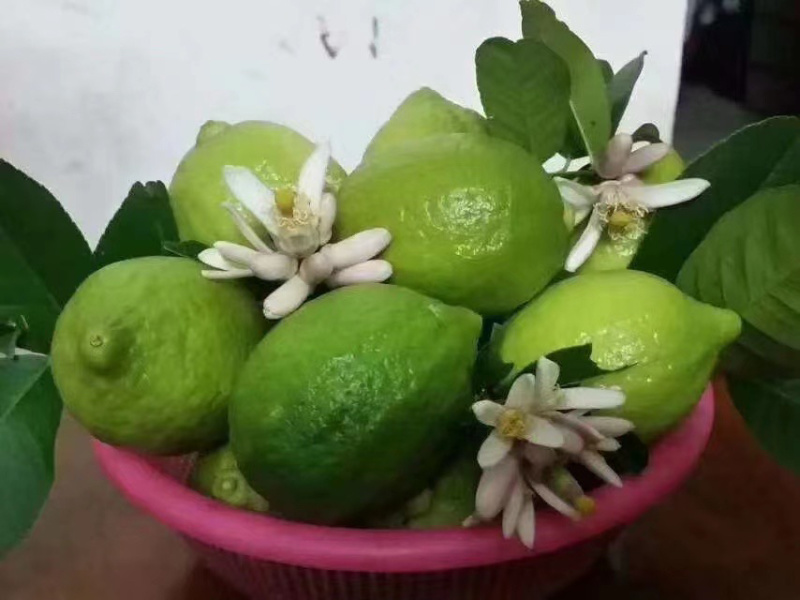一级果柠檬
